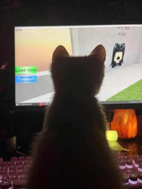 Roblox Playing, Goofy Animals, Silly Goofy, Play Roblox, Cute Kitten, Cat Playing, Kittens Cutest, Mood Boards, Minecraft