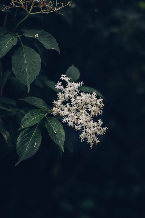 Homemade Elderflower Syrup - Our Food Stories Elderflower Aesthetic, Elderflower Plant, Irish Wildflowers, Elderflower Syrup, Plant Photography, Syrup Recipe, Flower Art Images, Flower Fairies, Pretty Plants