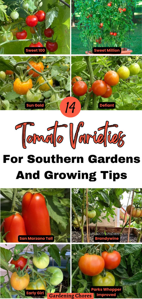 Tips For Choosing A Southern Tomato Variety Celebrity Tomatoes, Plant Advice, Southern Gardens, Tomatoes Growing, Tomato Growers, Tomato Varieties, Vegetable Harvest, Southern Garden, Plant Propagation