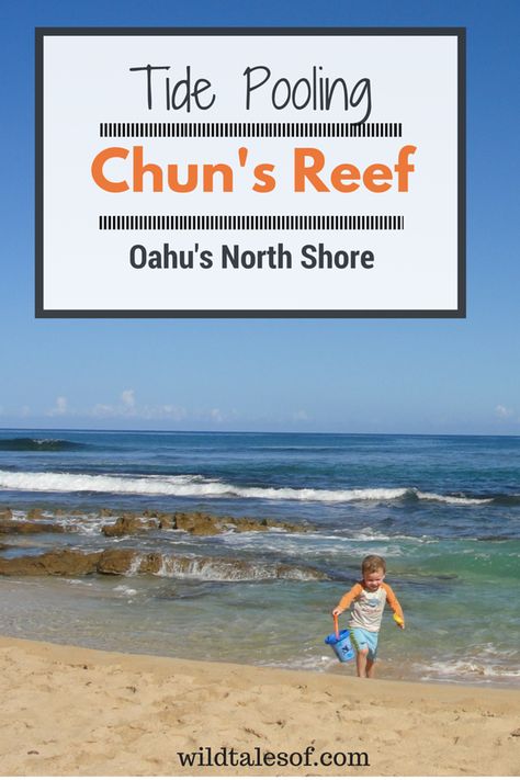 Chun's Reef: Tidepooling Fun on Oahu's North Shore Pools For Kids, Family Friendly Vacation Destinations, Hawaiian Life, Tile Pool, North Shore Hawaii, Hawaii Holiday, Summer Travel Destinations, North Shore Oahu, Piece Of Advice