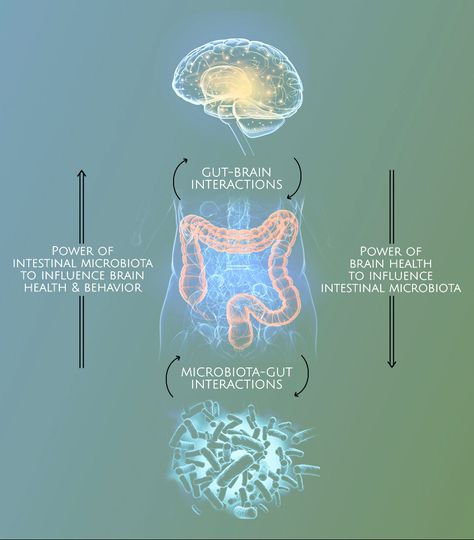 Gut-Brain Interactions and the role of the microbiome in brain health Gut Brain Connection Illustration, Gut Microbiome Illustration, Gut Brain Axis Illustration, Gut Aesthetic, Microbiome Illustration, Gut Health Aesthetic, Gut Brain Connection, Brain Overload, Enteric Nervous System