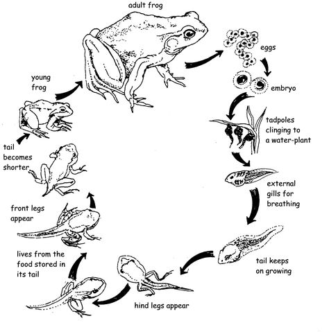 Lifecycle of tadpole to frog. Tadpole Life Cycle, Tadpole To Frog, Life Cycle Worksheet, Rainforest Activities, Cycle Drawing, Animal Life Cycles, Lifecycle Of A Frog, Silversmithing Jewelry, Frog Crafts