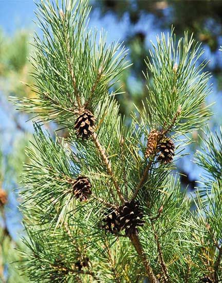 Learn more about this refreshing, comforting “Essence of the Forest.” https://www.motherearthliving.com/health-and-wellness/scotch-pine-essential-oil-essence-of-the-forest-zb0z1912/ Scots Pine Tree, Explorer Archetype, Giant Arborvitae, Scots Pine, Permaculture Garden, Broadleaf Evergreen, Mother Earth Living, Pine Essential Oil, Eastern White Pine