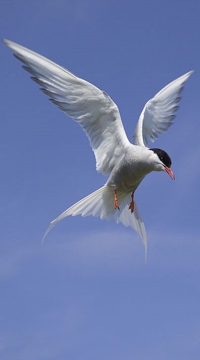 Tern Tattoo, Arctic Tern, Ocean Waves Painting, Bird Beaks, What Is A Bird, Water Birds, Animal Reference, Shorebirds, Bird Artwork