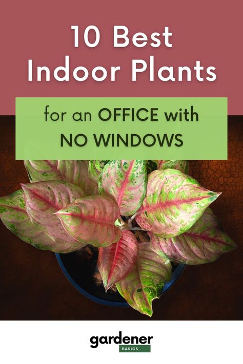 Bring life and color into your office, even if you don't have a window. Learn about the top 10 indoor plants that will not only survive but thrive in your windowless office. They are the perfect companions to bring a breath of fresh air into your workspace, enhancing your productivity and creating a healthier environment. Ready to welcome mother nature into your professional space? Get the full list on the blog. Best Indoor Plants For Low Light Offices, Office Plants No Sunlight, Healthy House Plants Indoor Air Quality, Easy To Keep Alive House Plants, Indoor Plants That Don’t Need Sunlight, Plant Window, Plant Maintenance, Cast Iron Plant, Window Plants