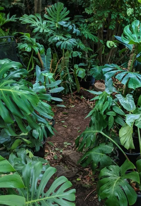 Amazon Rainforest Plants, Rainforest Aesthetic, Ecuador Photography, Rainforest Flowers, Rainforest Garden, Jungle Photography, Jungle Plants, Lightning Storms, Rainforest Plants