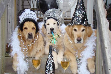 Happy New Year!! Happy New Year Dog, Happy New Year Funny, Christmas Humor Ecards, Happy New Year Friends, Dog Calendar, Dog Photoshoot, Dog Party, Dog Images, Dog Themed