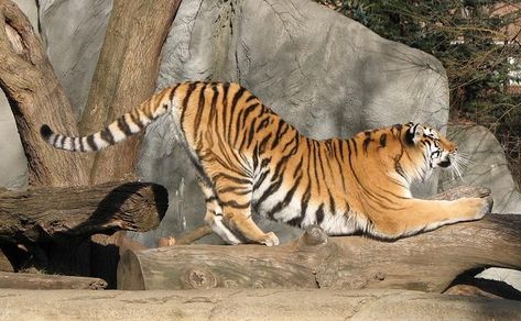 stretching animals - Google Search Tiger Stretching, Tiger Poses, Amur Tiger, Tiger Pictures, Animal Study, Tiger Tattoo, A Tiger, Small Cat, The Zoo