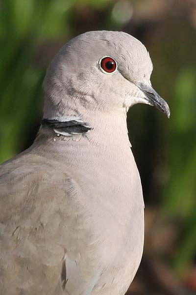 Feral Pigeon, Collared Dove, Dove Nest, Stock Dove, Wood Pigeon, Dove Pigeon, British Birds, Turtle Dove, Dove Bird