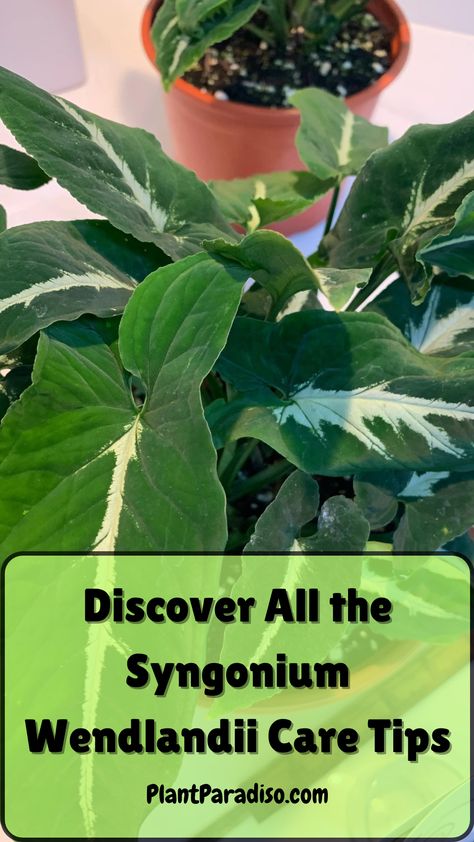 Syngonium Wendlandii Care Tips Syngonium Wendlandii Care, Syngonium Care, Syngonium Wendlandii, Syngonium Varieties, Syngonium Plant, Easy House Plants, Growing Tips, Low Maintenance Plants, Plant Care