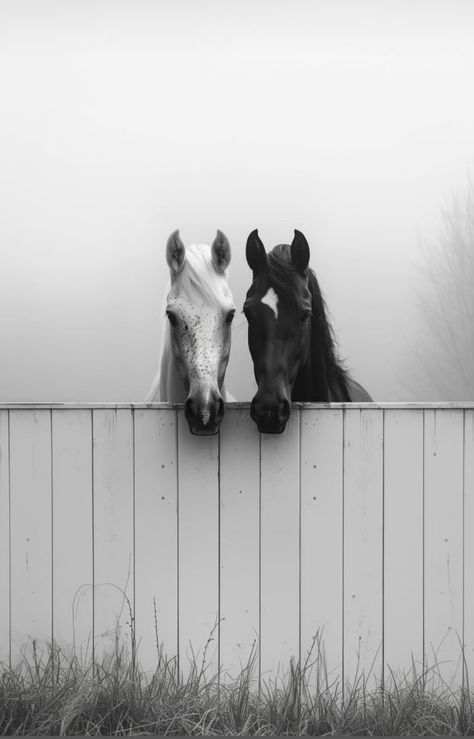 Beautiful Arabian Horses, Horse Aesthetic, White Horses, Appaloosa, Black Horse, Horse Photos, Pretty Horses, Arabian Horse, Quarter Horse