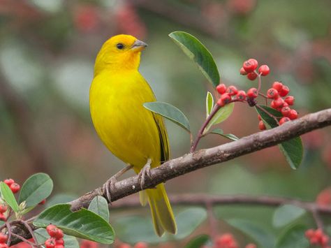 Sicalis flaveola (Saffron finch / Canario criollo) | Flickr - Photo Sharing! Growing Saffron Crocus, Canaries Bird Pets, Saffron Finch, Cinnamon Cockatiel, Orange Crown, Saffron Crocus, Yellow Finch, Geometry Dash, Yellow Birds