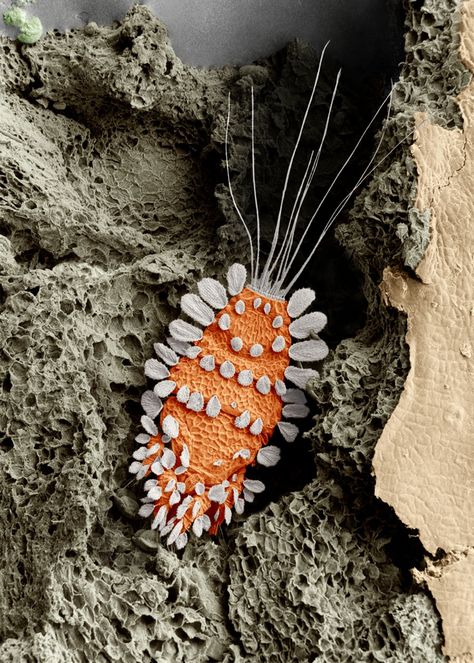 10 Creepy (But Amazing) Microscopic Monsters Electron Microscope Images, Scanning Electron Microscope, Microscopic Organisms, Microscopic Photography, Micro Photography, Microscopic Images, Electron Microscope, Microscopes, Beautiful Bugs