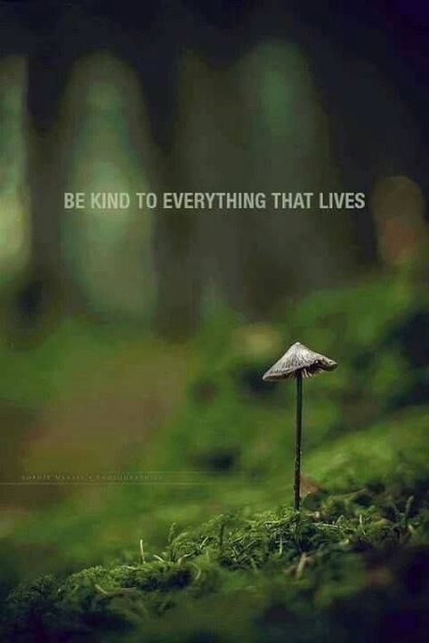 Be kind to everything that lives Green Nature Quotes, Natural Beauty Quotes, Forest Quotes, And So It Begins, Protest Signs, We Are All Connected, Life Quotes To Live By, Funny Quotes About Life, Simple Words