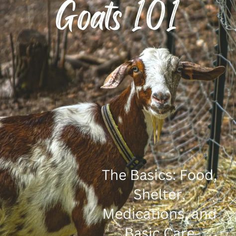 Are you looking for some direction on how to take care of goats? Our Goat Crash Course is the perfect starting point for you! If you're new to goat ownership, this crash course will provide you with the basics you need to know. You will gain an understanding of goat health and nutrition, how to create a safe and secure environment, and how to properly handle and work with goats. Plus, you'll learn about the different breeds, how to provide the right type of care, and how to get the most out of g Goat Health, Goat Shelter, Raising Goats, Crash Course, General Store, How To Take, Health And Nutrition, The Basics, Goats