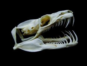 Skulls, bones and fish soup: Toothy snakes Animal Skeleton, Snake Skull, Bone Collector, Skull Reference, Skeleton Anatomy, Animal Skeletons, Animal Teeth, Vulture Culture, Animal Anatomy