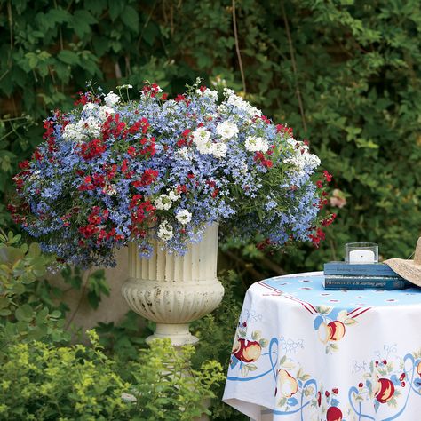 Patriotic Flowers, Boxwood Garden, Porch Planters, Window Box Flowers, Red Plants, White And Blue Flowers, Proven Winners, Red Lantern, School Garden