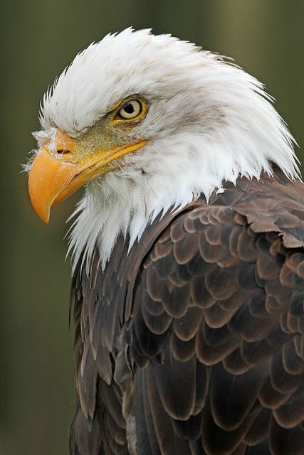 Aigle Royal, Eagle Drawing, Eagle Images, Eagle Painting, Eagle Wallpaper, Eagle Pictures, Eagle Feathers, White Head, Eagle Art