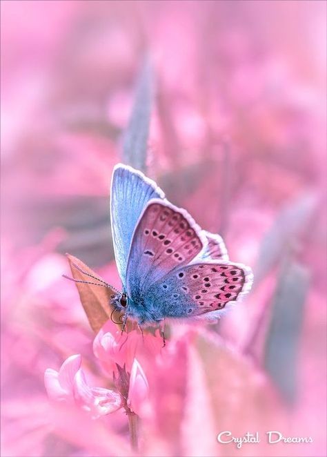 Hugo (Alessandro) ⚓️ on Twitter: "Butterflies #photos #animals #insects… " Blue Butterfly, Pink, Blue, Black