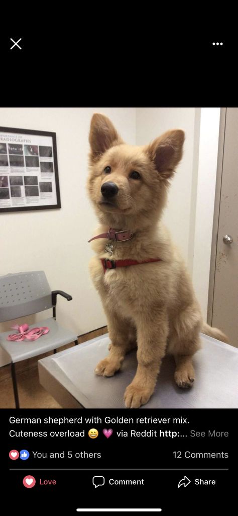 Golden Retriever Husky Mix, Golden Retriever Mix Puppies, Golden Retriever Husky, Golden Retriever Mix, Dog Mixes, Me Me, Shepherd Puppies, Cat Shelter, German Shepherd Puppies