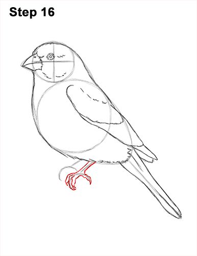 Bird Drawing Easy, Drawing Easy Pencil, Drawing Easy For Kids, Simple Bird Drawing, Sparrow Drawing, Draw Birds, Finch Bird, House Finch, Finches Bird