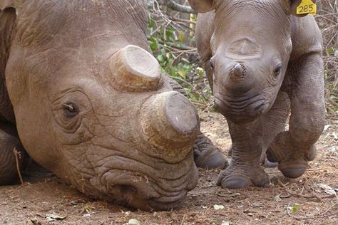 Better no horn then dead. Removing the rhino horn first to save from poachers Rhino Poaching, African Rhino, Black Rhinoceros, Asian Elephant, Rhinos, Endangered Animals, Habitat, Mammals, Elephant