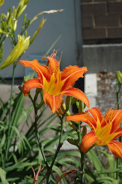 Orange Daylily (Hemerocallis fulva) in Boston Hopkinton Chelmsford Massachusetts MA at Weston Nurseries Orange Daylily, Day Lilies, Tiger Lily, In Boston, Go Green, Orange And Purple, Flowers Photography, Lily, Nursery