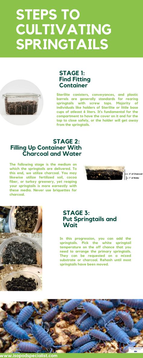 springtails for sale Animals Information, Make Food, Beneficial Bacteria, Food Source, Amphibians, Clean Up, Healthy Diet, Reptiles, Great Recipes