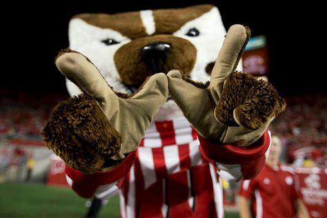 Bucky Badger, our mascot. Need we say more? Wisconsin Pride, Bucky Badger, Wisconsin Badgers Football, Uw Madison, Best University, Wisconsin Badgers, Milwaukee Wisconsin, University Of Wisconsin, Fun Times