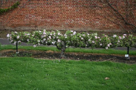 Stepover fruit tree Espalier Fruit Trees, Growing Fruit Trees, Victory Garden, Potager Garden, Veg Garden, School Garden, Growing Fruit, Vegetable Garden Design, Landscaping Plants