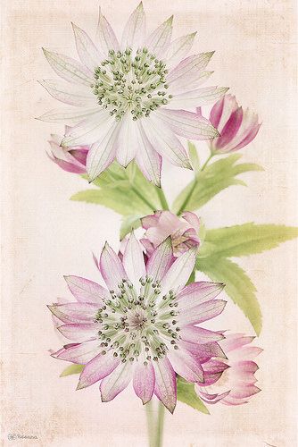 Astrantia | por RoCafe Astrantia Flower Tattoo, Astrantia Tattoo, Astrantia Flower Drawing, Astrantia Flower, Loose Watercolour, Astrantia Major, Flower Garden Plans, Loose Watercolor Flowers, Natural Inspiration