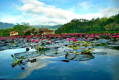 Lotus flowers in full bloom in Lake Sebu, South Cotabato Lake Sebu, Philippines Island, Seven Falls, Lotus Garden, Lotus Flowers, Tourist Spots, Cool Places To Visit, Travel Inspiration, Philippines