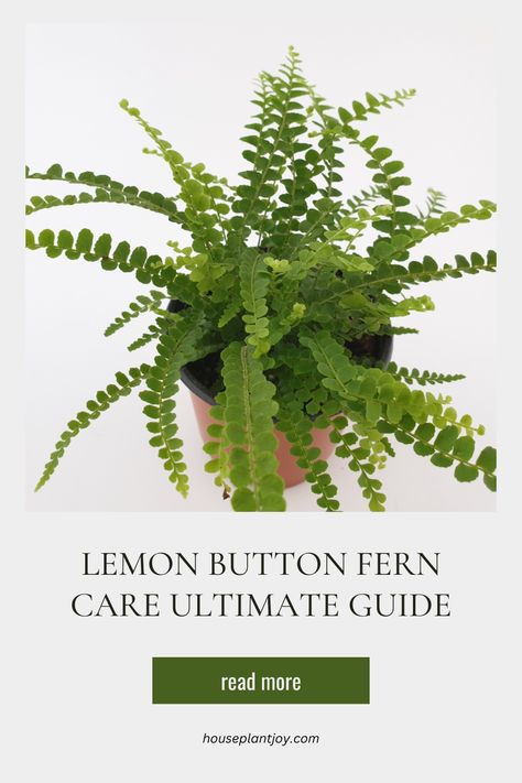 Elevate your living space with the stunning Lemon Button Fern! 🍋🌿 With its lacy fronds and vibrant hues, this tropical beauty adds elegance to any room. Surprisingly easy to care for, it thrives with proper watering and repotting techniques. Our guide has all the info you need to keep your Lemon Button Fern flourishing. Dive in and nurture this beautiful houseplant with confidence! 🏡✨ #LemonButtonFern #HouseplantCare 🌱🍋 Lemon Button Fern Care, Button Fern Care, Lemon Button Fern, Button Fern, Fern Care, Ferns Care, Tropical Beauty, Lemon Butter, House Plant Care