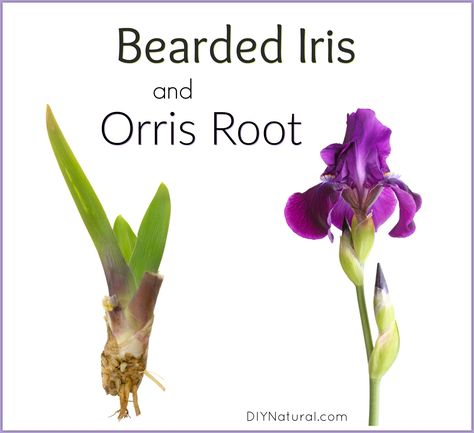 This homemade incense is made with orris root from the bearded iris. It smells similar to violets and is great to burn when you crave the smells of Spring! Homemade Incense, Growing Irises, Orris Root, Witch Tips, Essential Oil Carrier Oils, Natural Beauty Diy, Herbal Recipes, Hedge Witch, Iris Flower