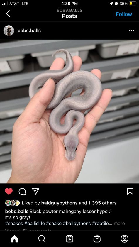 Morph name in screenshot Ball Python, Python