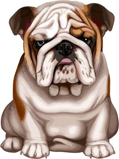 English Bulldog Illustrations - Etsy English Bulldog Drawing, English Bulldog Painting, English Bulldog Illustration, Mini English Bulldogs, Dog Illustration Art, English Bulldog Art, Dog Portrait Drawing, Bulldog Images, Bulldog Drawing