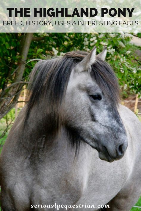 Highland Pony, Horse Adventure, Majestic Horses, Pony Breeds, Farm Living, Types Of Horses, Most Beautiful Horses, Majestic Horse, Hobby Farms