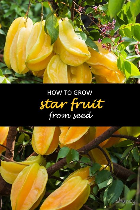 Growing star fruit from seed is a fun and interesting process. The plant itself has many health benefits, including vitamin C and fiber. It also tastes great. If you're interested in growing your starfruit tree, this blog post will teach you how to do it step-by-step. #shuncy #shuncygarden #lovethegreen #howtogrow #fruit #starfruit Starfruit Tree, Veg Growing, Farm Plants, Survival Knowledge, Gardening Knowledge, Fruit Trees In Containers, Different Types Of Seeds, Fruit Paradise, Farm Property