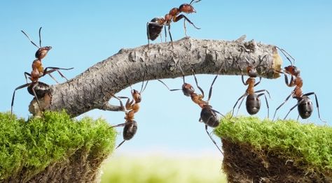 Why is it so hard to ask for help? Perhaps the management skills, fierce loyalty, and big heart that make us such great caregivers also make it difficult for us to ask for assistance. Teamwork Illustration, Ants In House, Ant Infestation, Ant Control, Ant Colony, Termite Control, Themes Photo, Creepy Crawlies, Strategy Games