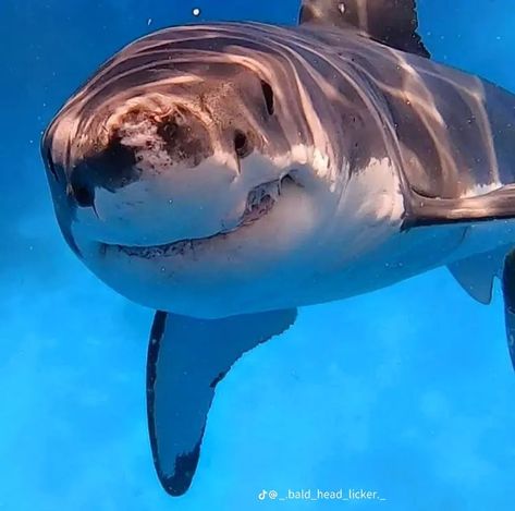 Life Under Water, Sea Life Creatures, Happy Shark, Shark Photos, Shark Pictures, Water Animals, Beautiful Sea Creatures, Cute Shark, White Sharks