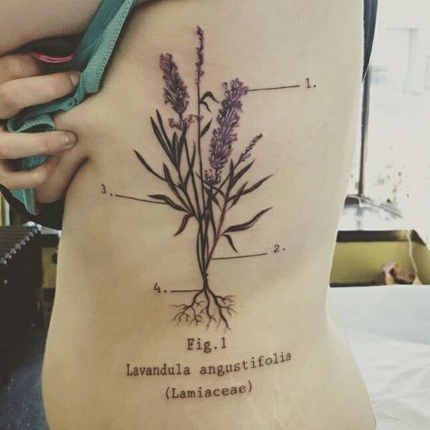 Lavender tattoo Lavender Chest Tattoo, Lavender Tattoo Black, Science Tattoos, Lavender Tattoo, Chest Piece Tattoos, Plant Tattoo, Chest Piece, Art Tattoos, Tattoo Inspo