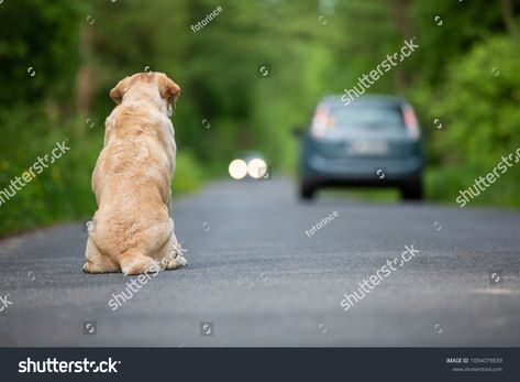 Abandoned dog on the roadAbandoned#dog#road What Is Fear, Animal Control, Emotional Health, Animal Shelter, Dog Adoption, Montreal, Golden Retriever, Labrador, The Fosters