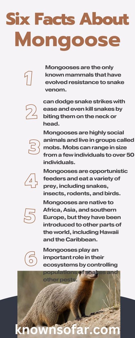 Six Facts About Mongoose Mongoose Animal, Doodle Ideas, Snake Venom, Silly Goofy, Backyard Remodel, Animal Facts, Bad Girl, Bmx, Facts About