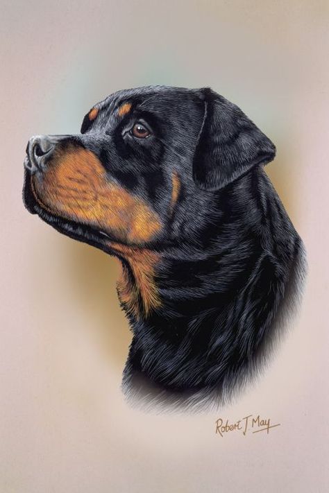 Rottweiler - Robert May Fine Arts Rottweiler Drawing, Dog Pencil Drawing, Rottweiler Art, Rottweiler Funny, Head Study, Dog Anatomy, Welsh Terrier, Rottweiler Puppies, Batman Comic Art