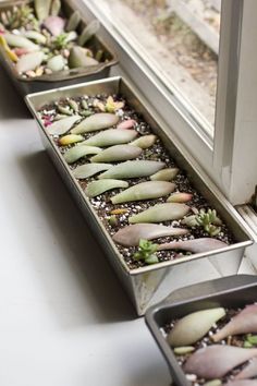 How-To Propagate Succulents with their Leaf Cuttings Multiplier Des Plantes Grasses, Propagate Succulents From Leaves, Propagate Succulents, Gardening Indoors, How To Water Succulents, Propagating Succulents, Succulent Gardening, Succulent Care, Wall Designs