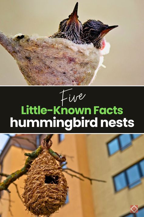 Get ready to dive into a world of natural wonder, right in your own backyard! We're uncovering 5 little-known facts about hummingbird nests that will leave you awe-struck. From unique adaptations to the secrets behind their incredible construction, you won't want to miss these fascinating insights into the world of hummingbirds. Hummingbird Food, Hummingbird Nests, American Water Spaniel, Spider Silk, Anatolian Shepherd, Hummingbird Garden, Tiny Bird, An Engineer, An Architect