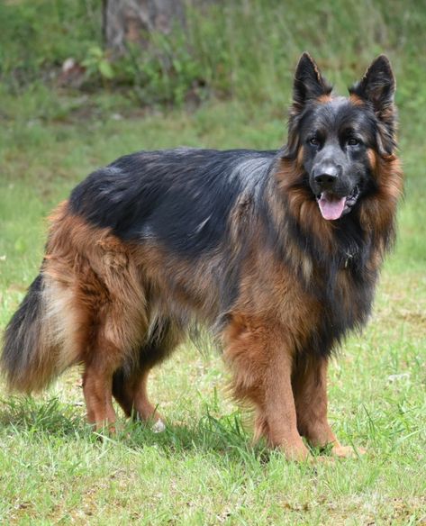 "Long hair german shepherd puppies puppy show line" Red And Black German Shepherd, German Sherped Black, Long Coat German Shepherd, Long Haired German Shepherd, Large German Shepherd, Black German Shepherd Photography, Black German Shepherd Scary, Long Black Hair, German Shepherd