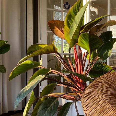 Blushing Philodendron Care, Red Anderson Philodendron, Blushing Philodendron, Philodendron Care, Air Layering, Tropical House Plants, Philodendron Plant, Household Plants, Red Plants