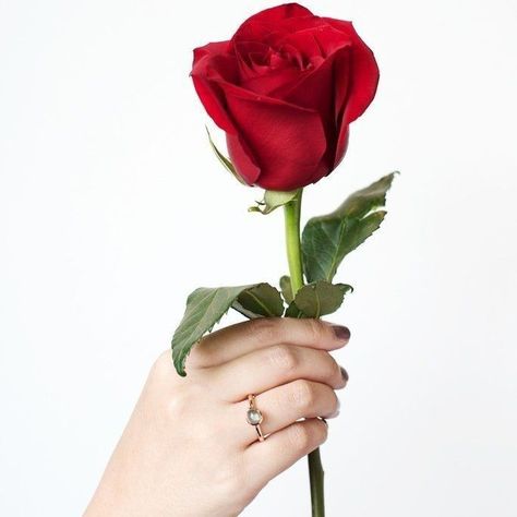 Rose Reference, Single Red Rose, Rose Flower Pictures, Rose Nail Art, Rose Gold Wallpaper, Rose Flower Wallpaper, Aesthetic Roses, Beautiful Red Roses, Rose Gold Nails