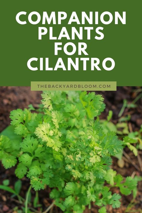 Companion Plants for Cilantro for the Home Garden Cilantro Companion Planting, Grow Cilantro, Green Onions Growing, Growing Chives, Companion Planting Chart, Cilantro Plant, Cilantro Seeds, Growing Cilantro, Canned Potatoes